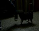 aca les dejo un  videito de rocky...
lo ven asi y tiene el espiritu de un american pit bull terrier jajaa..
pura pimienta...
espero ke les guste...