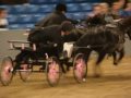 Scurry Carriage Driving Paard en Koets Part 1