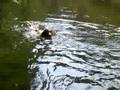 Louis swims for the first time!