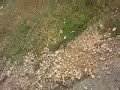 Air bag explosion