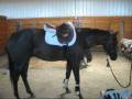 videos de Horses in my family!