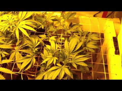 how to grow mk ultra