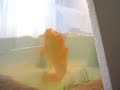 Goldfish asking for food