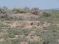 All Prairie Dogs go to heaven II