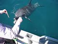 Dolphin in Warnbro Sound, Perth