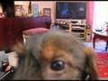 videos de DAX de GOURNAY