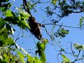 Mantled Howler Eating