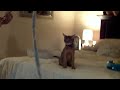 Bengal cat and Chausie playtime