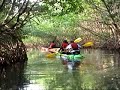 Kayaking the Mangrove canals to the bio bay Puerto Rico Kayaking the Mangrove canals to the bio bay Puerto Rico