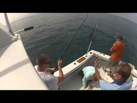 Blacknose shark Blacknose shark