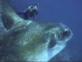 Bali Mola Mola at Nusa Lembongan part 3 Bali Mola Mola at Nusa Lembongan part 3