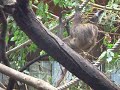 Faultier im Duisburger Zoo Faultier im Duisburger Zoo