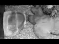 King Python VS. Mouse