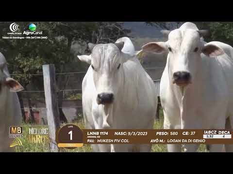 509 LEILO VIRTUAL MB LEILES