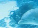 Dolphins blowing and playing with air rings