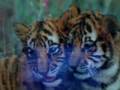 me and my 2 baby lions i adopded at the waco zoo