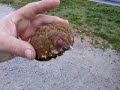 Click here to watch this video 223 spider crab molts ndb