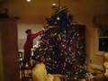 videos de Reid Eberwein Decorates The Tree