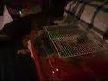 Hamster Climber Hamster Climber