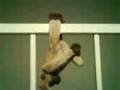 videos de masturbating monkey