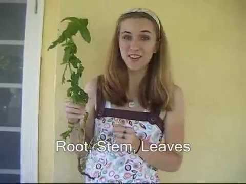 The Wonderful World of Plants!!