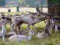 Richmond Park - The Rut 4
