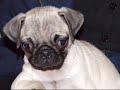 Mops Pug -Rudy