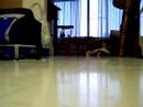 Smij chases a twistie tie