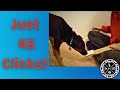 Shaping Explained- Part 1 of Training Your Dog to Turn on a Light Switch with Clicker
