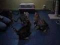 Bengal-Cats-at-Boomkatz-Havin-Fun!
