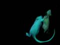 videos de Adult Green And Yellow NeonMice Under A UV Blacklight