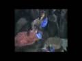 videos de One Fine Afternoon at the Melbourne Aquarium