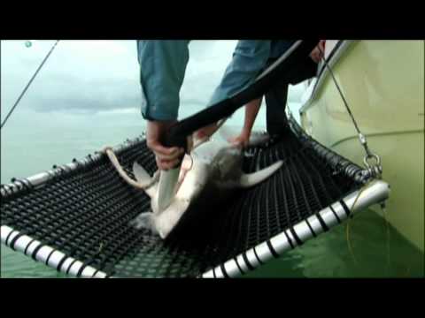 bull shark