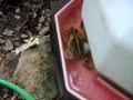 Froggie in the drink DSCF2607