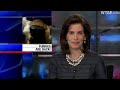 Watch '‪The Furries Are Back In Town!‬‏'