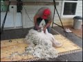Shearing an Angora Goat