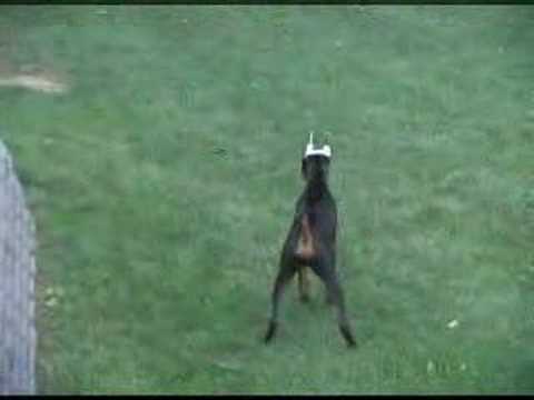 George Barks