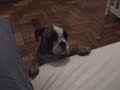 Hon�rio - Clip # 01 - Nov. 08 2006