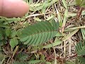 Dormideira,Planta Sensitiva,Mimosa Pudica,(Nastias)
