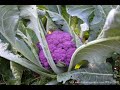 Bloom Report - Sept 5, 2008