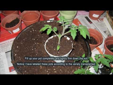 how to transplant seedlings to larger pots