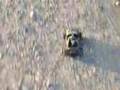 Real Life Halo Radio Controlled Warthog w/Mini Chief