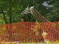 see the new animals at the pittsburgh zoo and ppg aquarium in highland park.