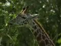 see the new animals at the pittsburgh zoo and ppg aquarium in highland park.