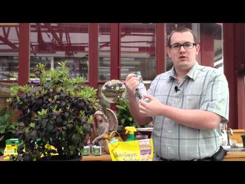 how to fertilize azalea plants