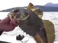 Kodiak Halibut Fishing 2006 Kodiak Halibut Fishing 2006