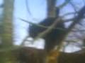 videos de my black cat (shearah lol ) climbing