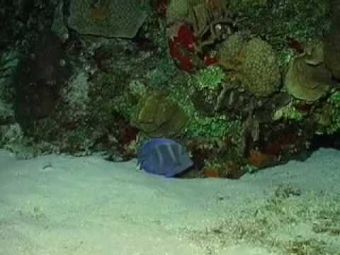 Cozumel Night