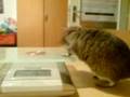videos de Checking a Degu's Weight