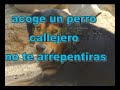 perro rescata a otro perro atropellado 2 perro rescata a otro perro atropellado 2
